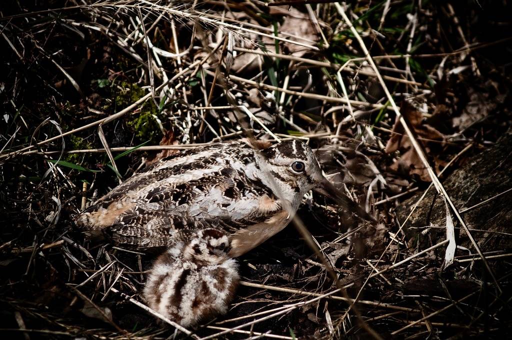 american woodcock with chick by j / f / photos is licensed under CC BY-NC 2.0